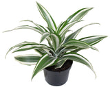 Dracaena Striped Lemon Lime - Deremensis