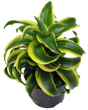 Dracaena Striped Lemon Lime - Deremensis