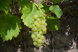 Grape Plants