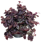 Wandering Jew Purple - Tradescantia zebrina
