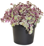Wandering Jew Pink Ladies Turtle Vine - Callisia
