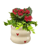 Mi Amor Dish Garden