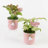 Mi Amor Dish Garden