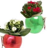 Bauble + Chime Christmas Kalanchoe
