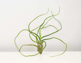 Air Plant Bulbosa Belize - Tillandsia 'Bulbosa Belize'