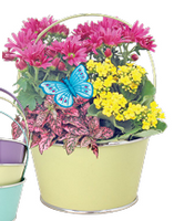 Chloe Basket Arrangement