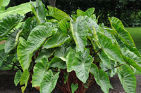Colocasia Royal Hawaiian Punch