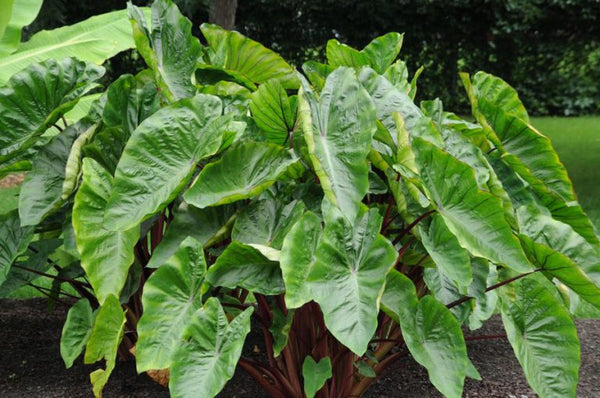 Colocasia Royal Hawaiian Punch