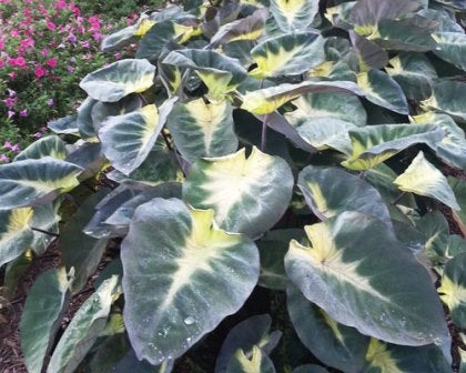 Colocasia Royal Hawaiian Tropical Storm