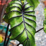 Colocasia