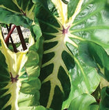 Colocasia