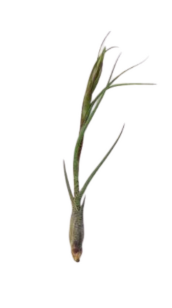 squid air plant Air Plant Spotted Squid