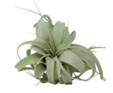 Air Plant - Tillandsia Capitata Xerographica