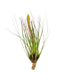 Air Plant - Tillandsia Melanocrater