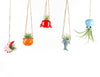 Air Plant Ocean Friend - Tillandsia