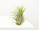 Air Plant Sky - Tillandsia 'Ionantha'