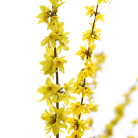 Forsythia Branch Bunch