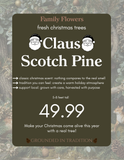 Scotch Pine Cut Tree