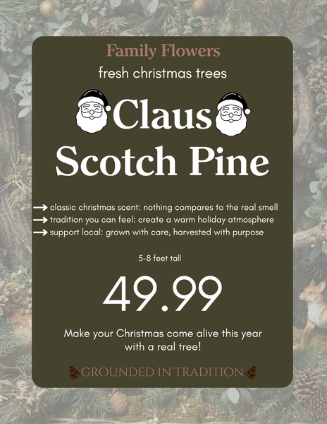 Scotch Pine Cut Tree