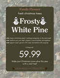 White Pine Cut Tree