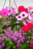 Inspired by Colour Mixed Hanging Basket