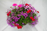 Inspired by Colour Mixed Hanging Basket