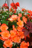Inspired by Colour Mixed Hanging Basket