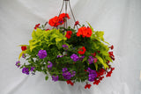 Inspired by Colour Mixed Hanging Basket