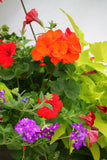 Inspired by Colour Mixed Hanging Basket
