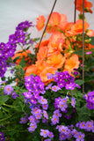 Inspired by Colour Mixed Hanging Basket