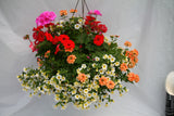 Inspired by Colour Mixed Hanging Basket