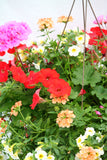 Inspired by Colour Mixed Hanging Basket