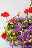 Inspired by Colour Mixed Hanging Basket