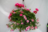 Inspired by Colour Mixed Hanging Basket