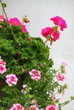 Inspired by Colour Mixed Hanging Basket