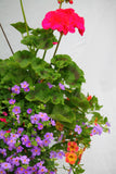 Inspired by Colour Mixed Hanging Basket