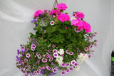 Inspired by Colour Mixed Hanging Basket