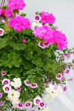 Inspired by Colour Mixed Hanging Basket