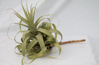 Air Plant - Tillandsia Capitata Xerographica