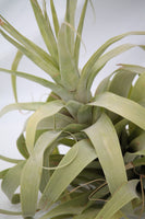 Air Plant - Tillandsia Capitata Xerographica