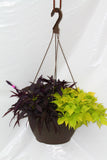 Inspired by Colour Mixed Hanging Basket