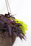 Inspired by Colour Mixed Hanging Basket