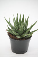 Haworthia fasciata 'Zebra'