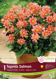 Bulb Package - Dahlia