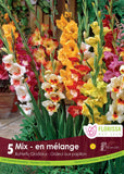 Bulb Package - Gladiolus