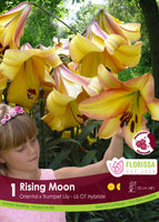 Bulb Package - Lily Hybrid