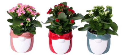 Nosey Gnome Kalanchoe