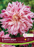 Bulb Package - Dahlia