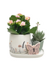 Peach Blossom Tray Garden