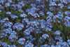 Forget Me Not - Myosotis sylvatica